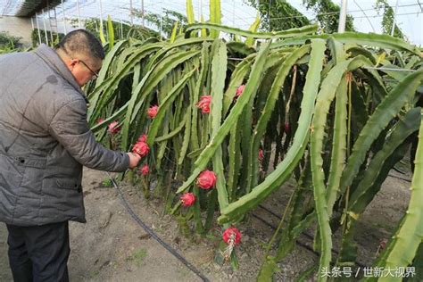 火龍果葉子|火龍果 (護理, 特徵, 花, 圖片, 可食用)